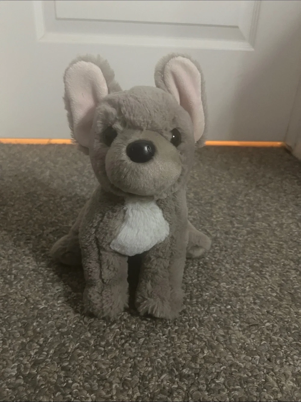 Douglas dog French bulldog Essa